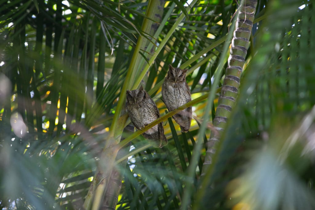 Two owls
